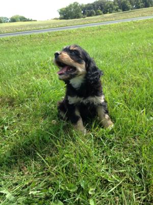 Iowa Cavachons for sale! Puppies Ready Now! Professionally bred Litter! $675 each